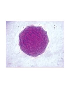 Millipore Leukemia Inhibitory Factor From Mouse