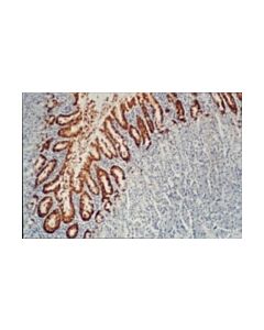 Millipore Anti-Mucin Muc5ac Antibody, Clone Clh2