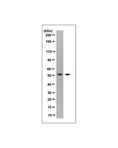 Millipore Anti-Oas1 Antibody, Clone 1d11.1