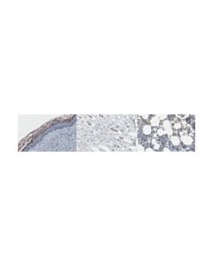 Millipore Anti-Kallikrein 7/Klk7 Antibody, Clone 73-1