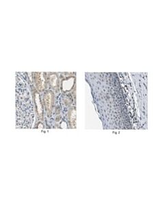 Millipore Anti-Snai1 Antibody, Clone 10h4.1