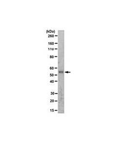 Millipore Anti-Mdm2 Antibody, Clone 4b2c1.11