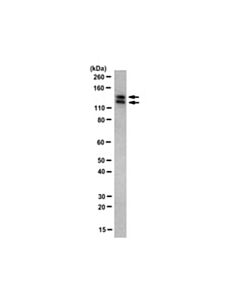 Millipore Anti-Snf2l Antibody, Clone Snf 2c4