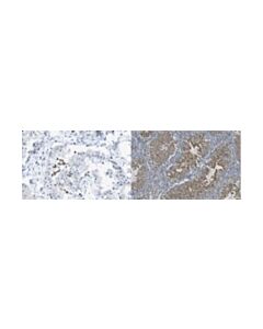 Millipore Anti-Glutathione Peroxidase 4 Antibody, Clone Mab63-1
