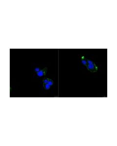 Millipore Anti-Trpv2 Antibody, Clone 17a11