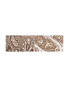 Millipore Anti-Nkcc1/2 Antibody, Clone T4