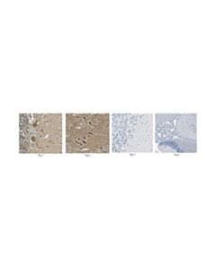Millipore Anti-Stk39 Antibody, Clone 5h7.1