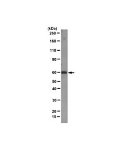 Millipore Anti-V-Src Antibody, Clone 327