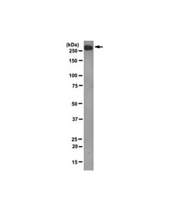 Millipore Anti-Mtor/Frap Antibody, Clone 22c2