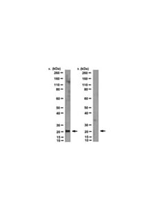 Millipore Anti-Mt-Atp6 Antibody, Clone 1g7-1g2