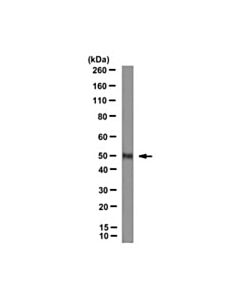 Millipore Anti-Lxr Alpha Antibody, Clone 2b7