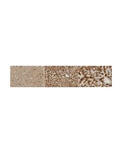 Millipore Anti-Lrp-1 Antibody, Clone 11h4