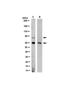 Millipore Anti-Pcsk9 Antibody, Clone 9b3.1