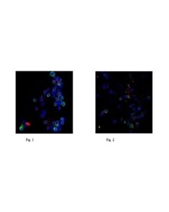 Millipore Anti-Neutrophil Elastase Antibody, Clone Ahn-10