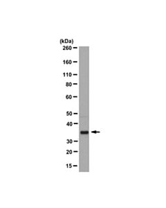 Millipore Anti-Pl Scramblase 1 Antibody, Clone 1a8