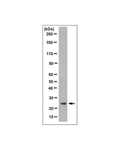 Millipore Anti-Hgprt Antibody, Clone 13h11.1