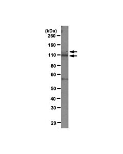 Millipore Anti-Parg Antibody, Clone D8b10