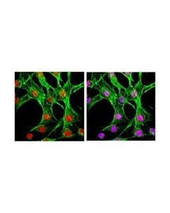 Millipore Anti-Phospho-P38 (Thr180/Tyr182) Antibody, Clone 6e5.2