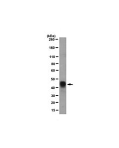 Millipore Anti-Gst.Tag Fusion Protein Antibody