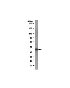 Millipore Anti-S.Tag Fusion Protein Antibody