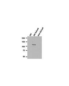 Millipore Anti-Cas9 Antibody, N-Terminal Antibody, Clone 6h4 Antibody