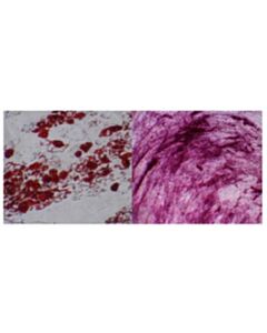 Millipore Human Mesenchymal Stem Cells (Bone Marrow)