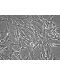 Millipore Ms5-Hdll1 Stromal Cell Line
