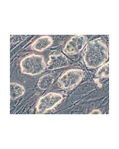 Millipore Resgro Culture Medium, 250ml