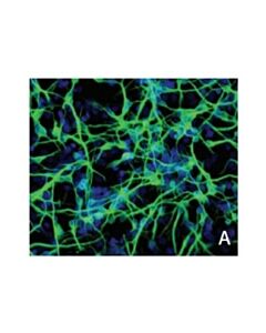 Millipore Rencell Nsc Maintenance Media