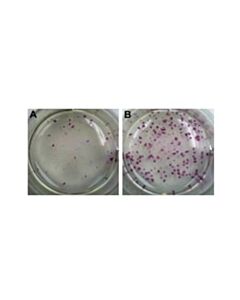 Millipore Mouse Ips Reprogramming Boost Supplement