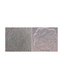 Millipore Embryomax Mef Conditioned Media
