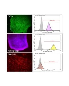 Millipore Pluristem-Xf Human Es/Ips Cell Medium