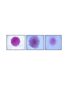Millipore Alkaline Phosphatase Detection Kit