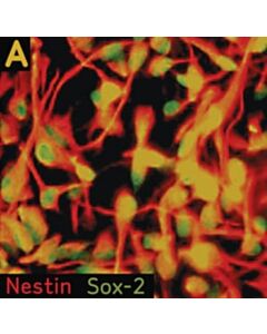 Millipore Human Neural Stem Cell Characterization Kit