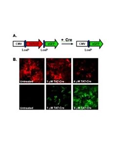 Millipore Tat-Cre Recombinase