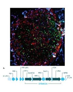 Millipore Mouse Stemcca Cre-Excisable Constitutive Polycistronic