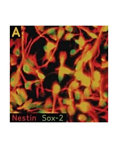 Millipore Human Oligodendrocyte Characterization Kit