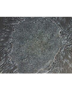Millipore Human Oksg-Cmyc Simplicon(R) Rna