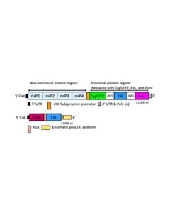Millipore Taggfp2 Simplicon Rna (E3l) Kit