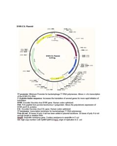 Millipore B18r-E3l Plasmid (Human Codon Optimized For B18r And E3l)