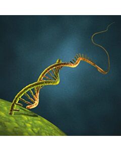 Miltenyi Biotec Mrna Encoding The Transcription Factor C-Myc For Transfection