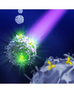 Miltenyi Biotec Detection of Mouse Notch1+ Cells
