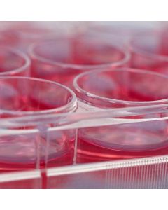 Miltenyi Biotec Recombinant Fibronectin Fragment For Use In Cell Culture; 0.1 Mg