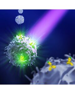 Miltenyi Biotec Identification and Enumeration of Ig Light Chain+ Cells By Flow Cytometry