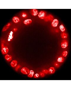 Revvity Phenovue Draq5Total Cell Nuclear Stain, 200 Μl
