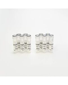 Revvity Phenovue Probenecid, Ready To Use Solution