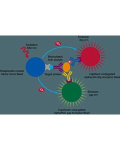 Revvity Positive Control Lysate Alphalisa Surefire Ultra Multiplex P-Cofilin (Ser3) (Eu) + Total Cofilin (Tb) Kit