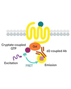 Revvity HTRF Cellular GTP / Gi protein Binding Kit, 500 assay points