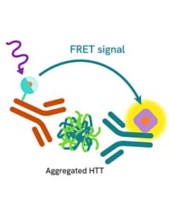 Revvity Htrf Human And Mouse Aggregated Htt Detection Kit, 500 Assay Points