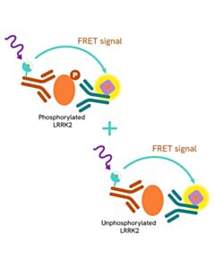 Revvity HTFF Human And Mouse Total LRRK2 Detection Kit, 50,000 Assay Points